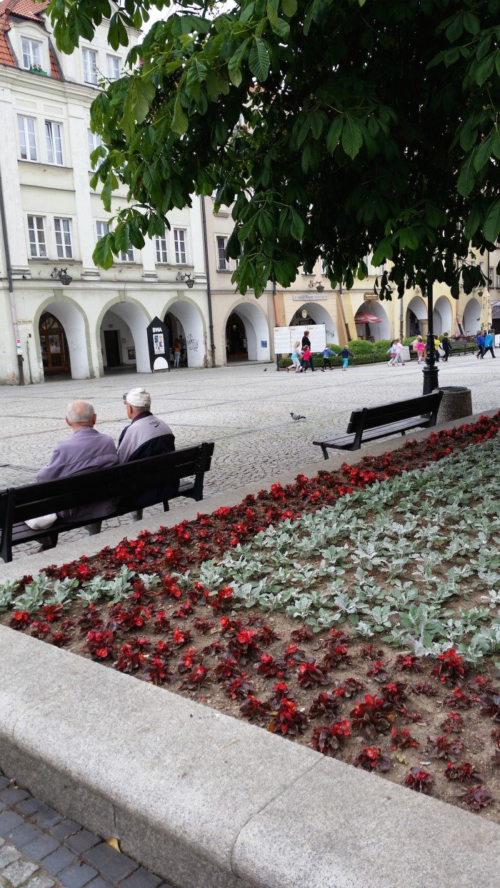 jelenia-gora-miastem-15-tysiecy-kwiatow-foto-52485