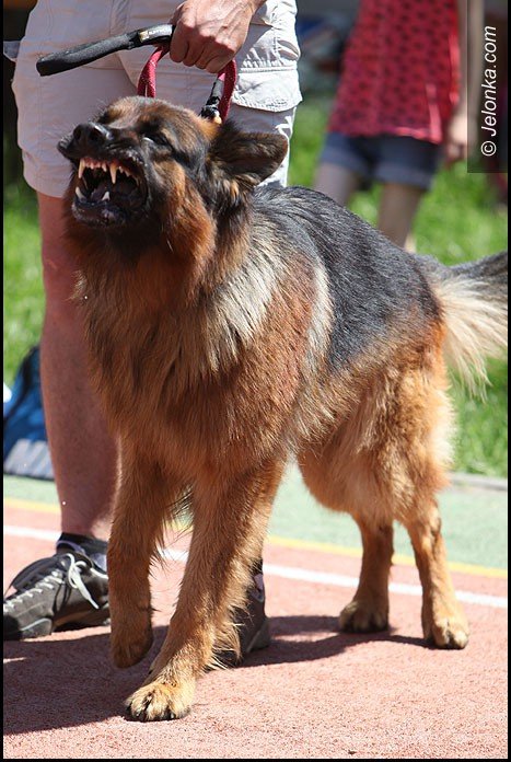 oj-dziao-sie-dziao-na-festynie-w-dwojce-foto-52491