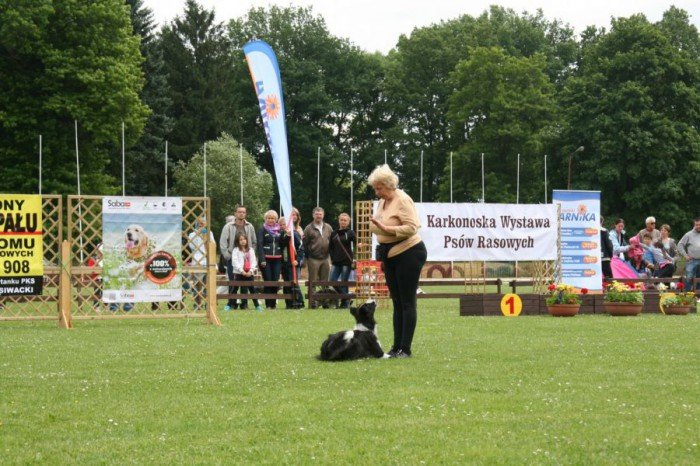 rasowe-psy-zaprezentoway-sie-w-cieplicach-foto-52696