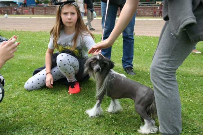 rasowe-psy-zaprezentoway-sie-w-cieplicach-foto-52696