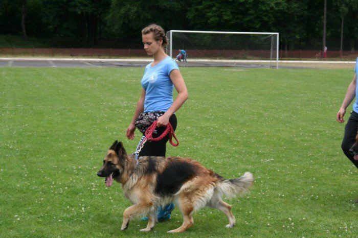 rasowe-psy-zaprezentoway-sie-w-cieplicach-foto-52696