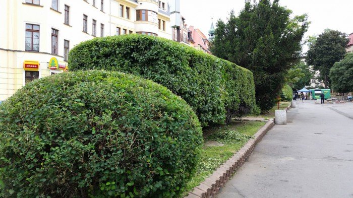 tworzy-od-lat-w-naszym-miescie-zielone-rzezby-foto-52876