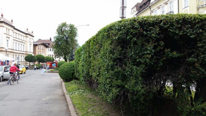 tworzy-od-lat-w-naszym-miescie-zielone-rzezby-foto-52876