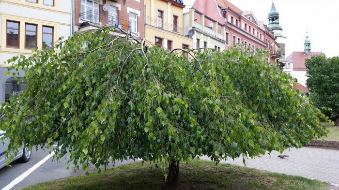 tworzy-od-lat-w-naszym-miescie-zielone-rzezby-foto-52876