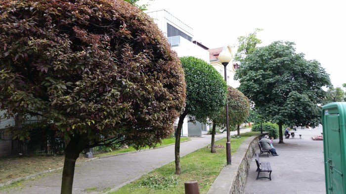 tworzy-od-lat-w-naszym-miescie-zielone-rzezby-foto-52876
