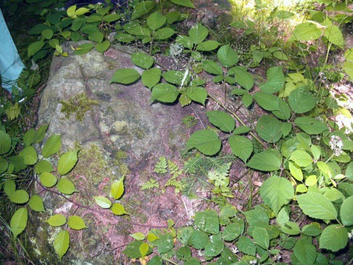 zota-i-srebra-nie-odnalezli-ale-foto-52929