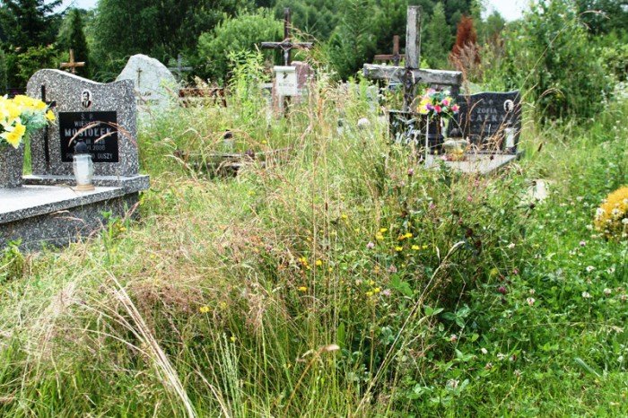 nie-pamietaja-o-grobach-bliskich-mogiy-zarastaja-foto-53005
