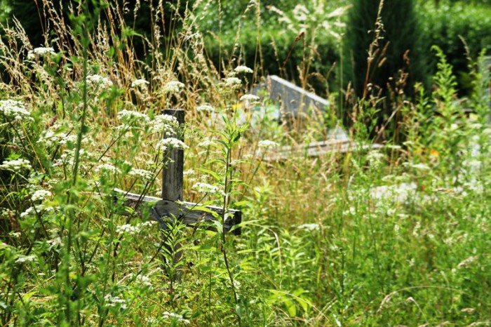 nie-pamietaja-o-grobach-bliskich-mogiy-zarastaja-foto-53005