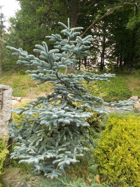w-przesiece-powsta-ogrod-japonski-foto-53037