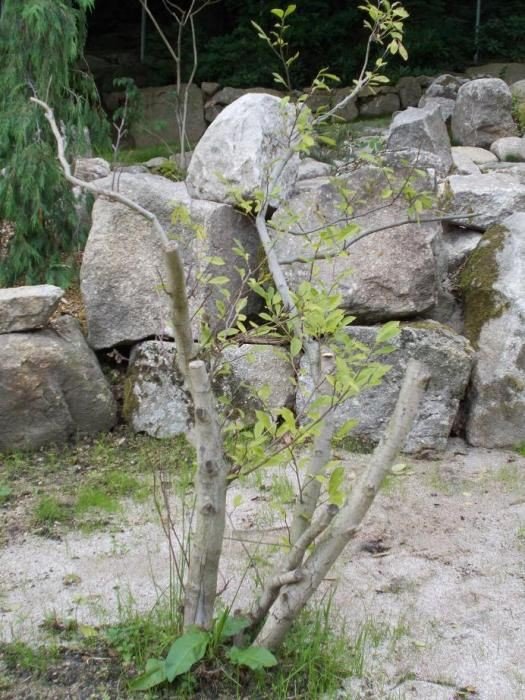 w-przesiece-powsta-ogrod-japonski-foto-53037