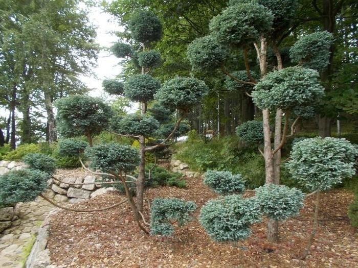 w-przesiece-powsta-ogrod-japonski-foto-53037