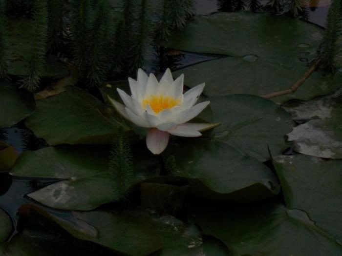 w-przesiece-powsta-ogrod-japonski-foto-53037