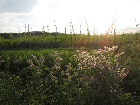 Kaszarnia