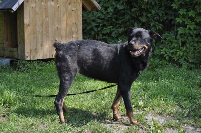 nowy-samochod-dla-schroniska-foto-53098