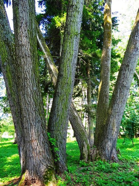 park-w-bukowcu-zdobyty-podczas-spaceru-z-kijkami-foto-53151