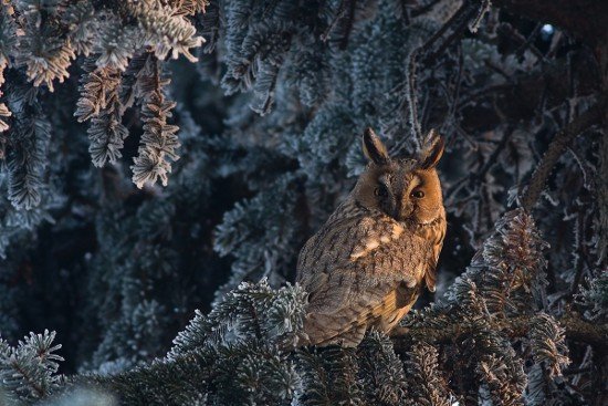 wystawa-fotografia-dzikiej-przyrody-2013-foto-53155