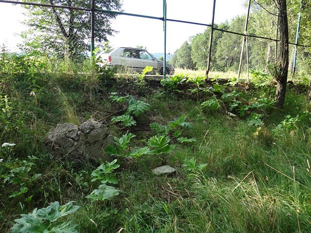 grozny-barszcz-nadal-straszy-w-sobieszowie-foto-53168