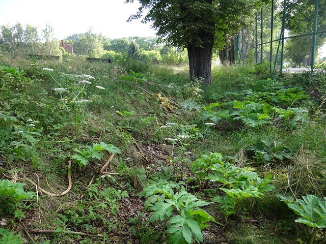grozny-barszcz-nadal-straszy-w-sobieszowie-foto-53168