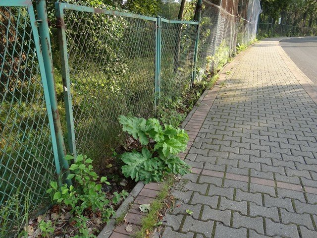 grozny-barszcz-nadal-straszy-w-sobieszowie-foto-53168