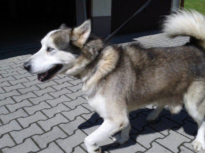 husky-syberyjski-szuka-domu-53340