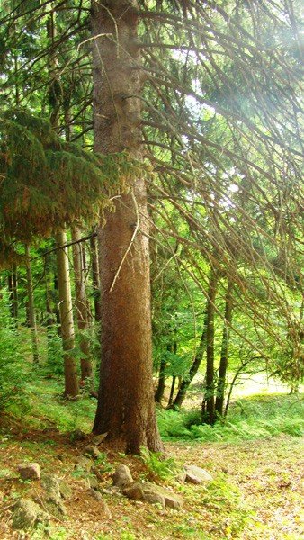 czytelnik-odkry-w-okolicy-kowar-swierka-giganta-foto-53513
