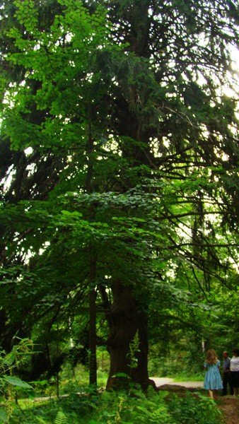 czytelnik-odkry-w-okolicy-kowar-swierka-giganta-foto-53513