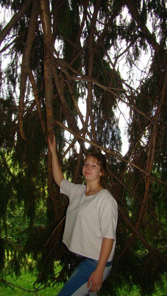 czytelnik-odkry-w-okolicy-kowar-swierka-giganta-foto-53513