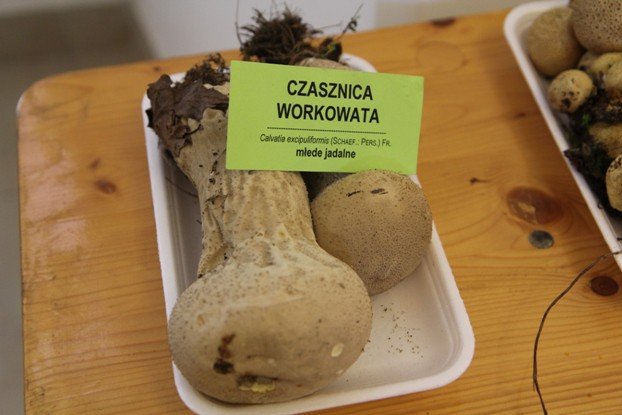 lesne-bogactwo-w-dawnym-klasztorze-cystersow-foto-53863