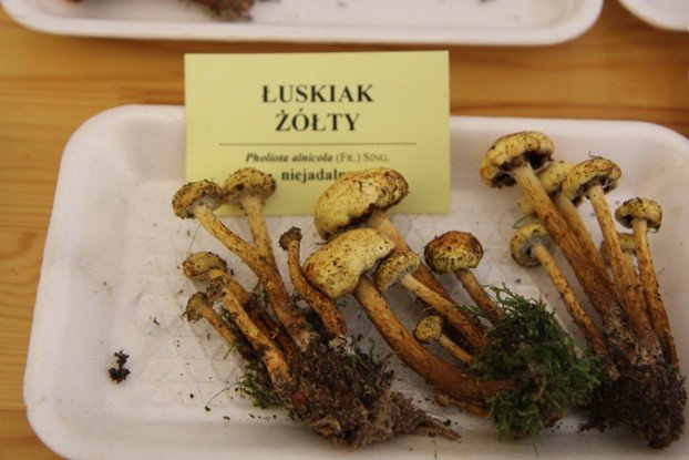 lesne-bogactwo-w-dawnym-klasztorze-cystersow-foto-53863