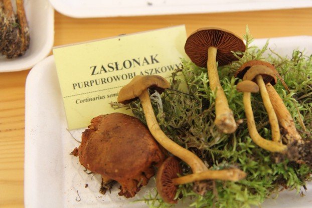 lesne-bogactwo-w-dawnym-klasztorze-cystersow-foto-53863