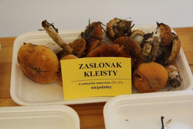 lesne-bogactwo-w-dawnym-klasztorze-cystersow-foto-53863