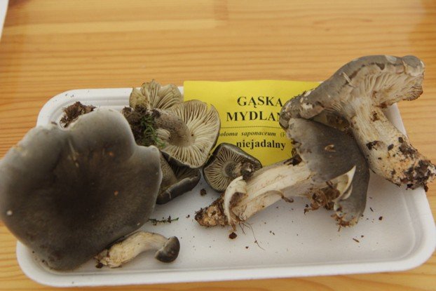 lesne-bogactwo-w-dawnym-klasztorze-cystersow-foto-53863