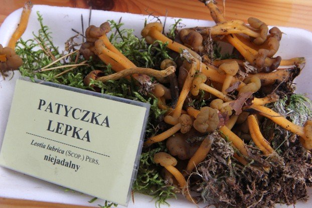 lesne-bogactwo-w-dawnym-klasztorze-cystersow-foto-53863