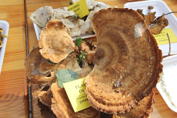 lesne-bogactwo-w-dawnym-klasztorze-cystersow-foto-53863