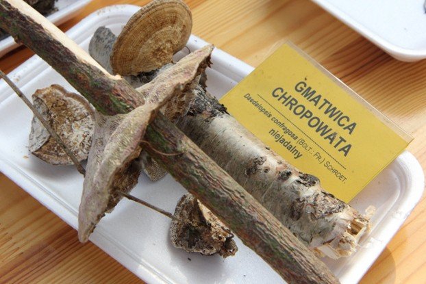 lesne-bogactwo-w-dawnym-klasztorze-cystersow-foto-53863