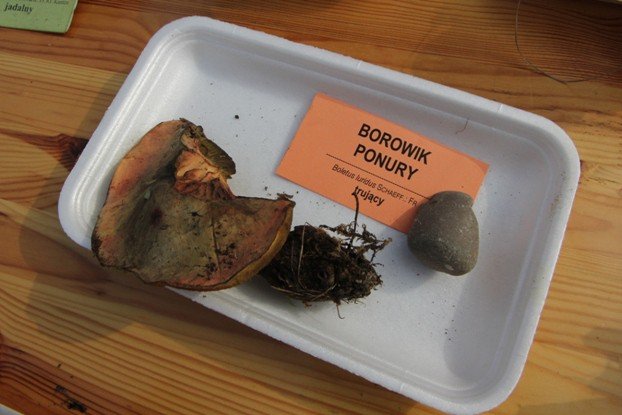 lesne-bogactwo-w-dawnym-klasztorze-cystersow-foto-53863