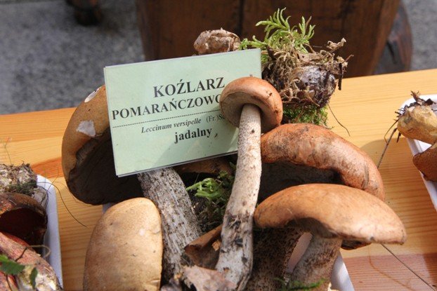 lesne-bogactwo-w-dawnym-klasztorze-cystersow-foto-53863