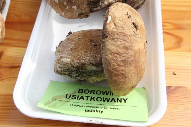 lesne-bogactwo-w-dawnym-klasztorze-cystersow-foto-53863