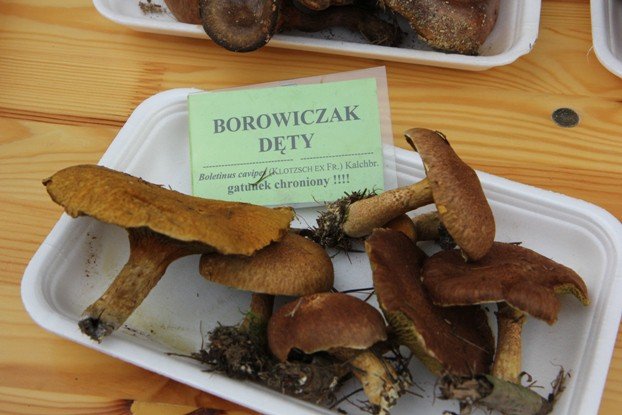 lesne-bogactwo-w-dawnym-klasztorze-cystersow-foto-53863
