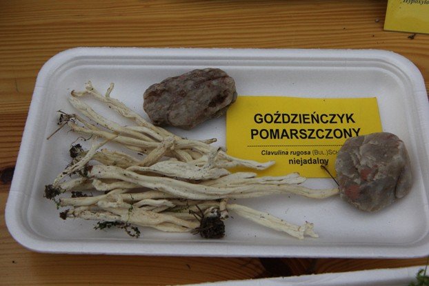 lesne-bogactwo-w-dawnym-klasztorze-cystersow-foto-53863