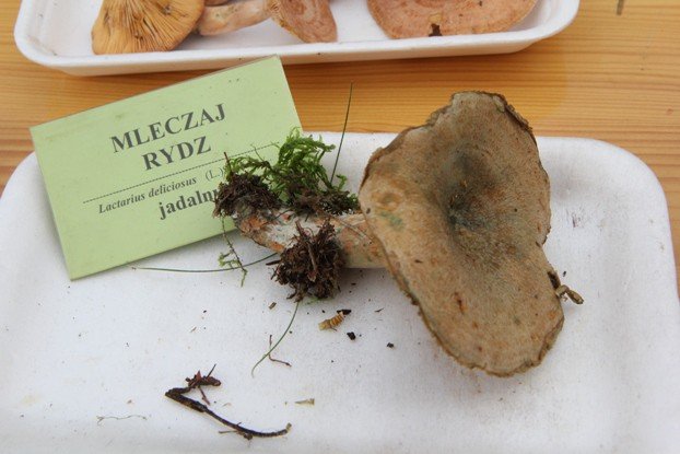 lesne-bogactwo-w-dawnym-klasztorze-cystersow-foto-53863