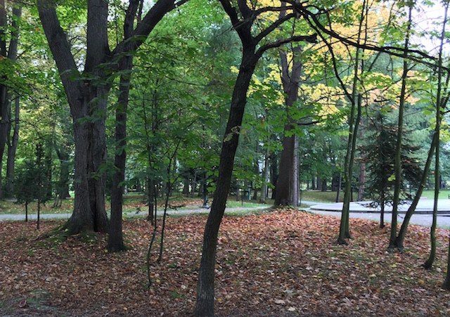 cieplicki-park-norweski-idzie-spac-foto-54044