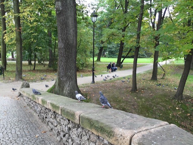 cieplicki-park-norweski-idzie-spac-foto-54044