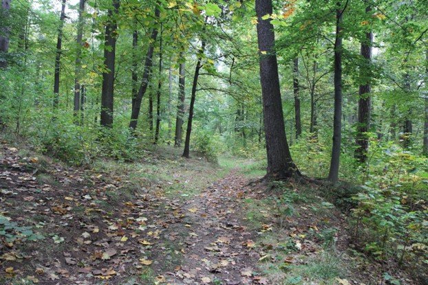 dzieje-parku-miejskiego-na-wzgorzu-kosciuszki-foto-54065