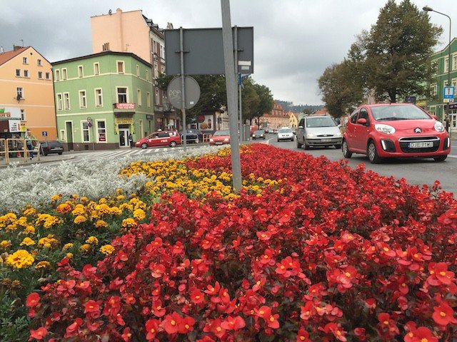 miasto-zakwitnie-wiosna-tysiacami-krokusow-foto-54108