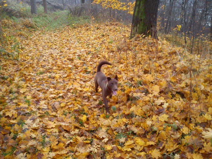 szybki-szuka-nowego-domu-foto-54747