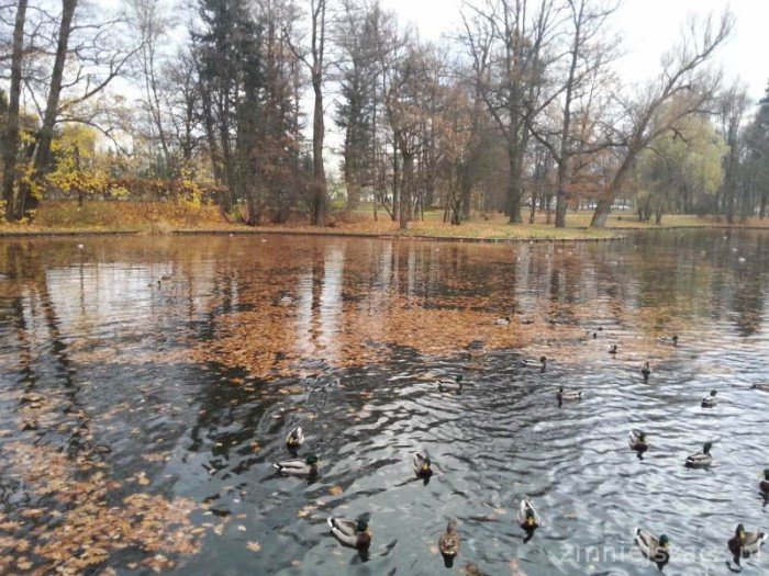 czytelniczka-pieniadze-tona-w-parkowym-stawie-foto-54891