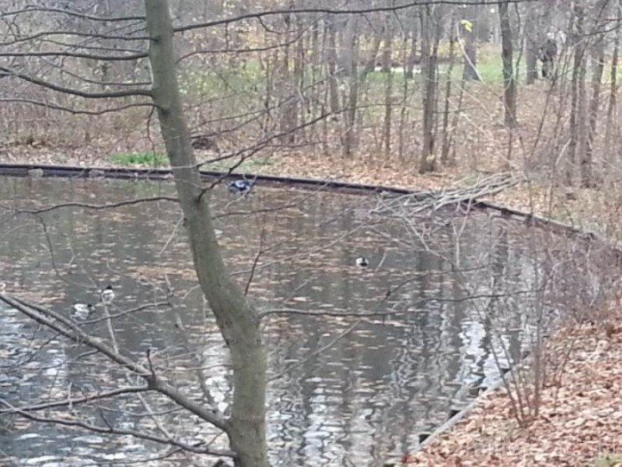 czytelniczka-pieniadze-tona-w-parkowym-stawie-foto-54891
