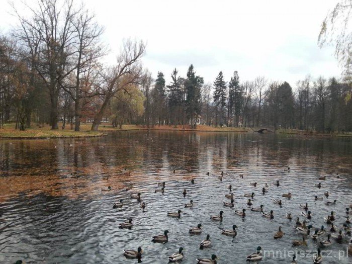 czytelniczka-pieniadze-tona-w-parkowym-stawie-foto-54891