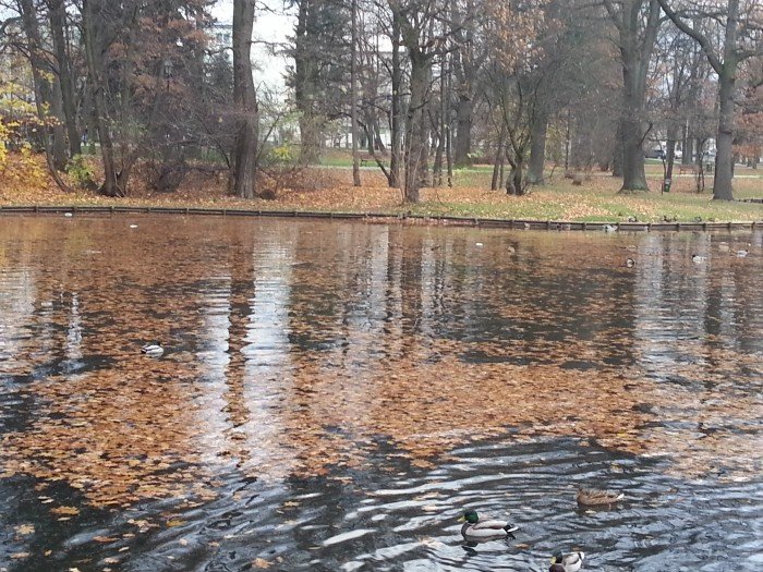 czytelniczka-pieniadze-tona-w-parkowym-stawie-foto-54891